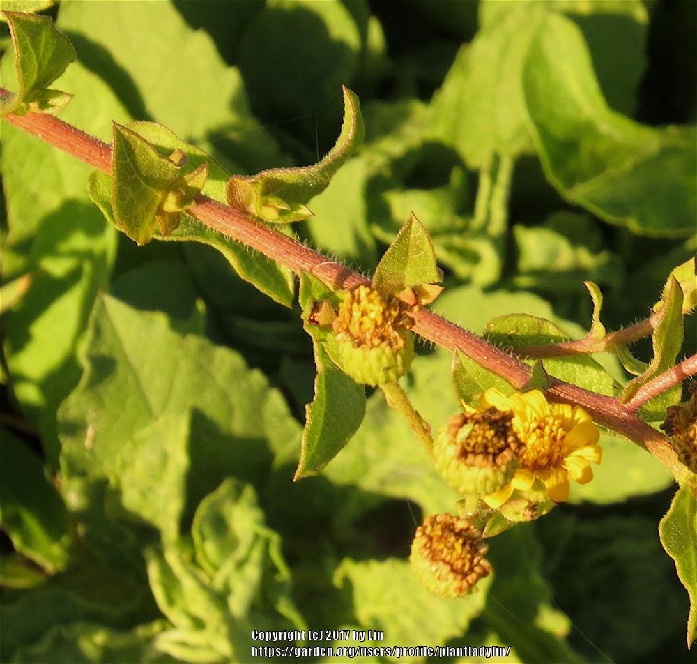 Photo of Camphor Weed (Heterotheca subaxillaris) uploaded by plantladylin
