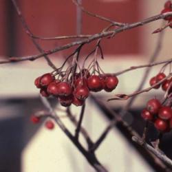 Location: Batavia, Illinois
Date: December 1984
close-up of red fruit in winter