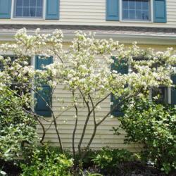 Location: West Chester, Pennsylvania
Date: 2010-04-24
full-grown shrub in bloom