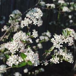Location: Downingtown, Pennsylvania
Date: 2012-04-19
close-up of flower clusters
