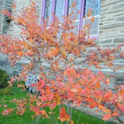 Location: Wayne, Pennsylvania
Date: November 2014
autumn color of maturing shrubs