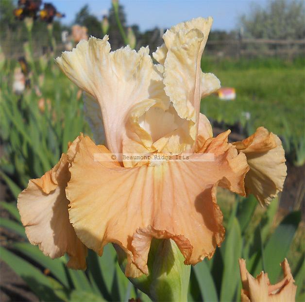 Photo of Tall Bearded Iris (Iris 'Strawberry Fool') uploaded by TBMan