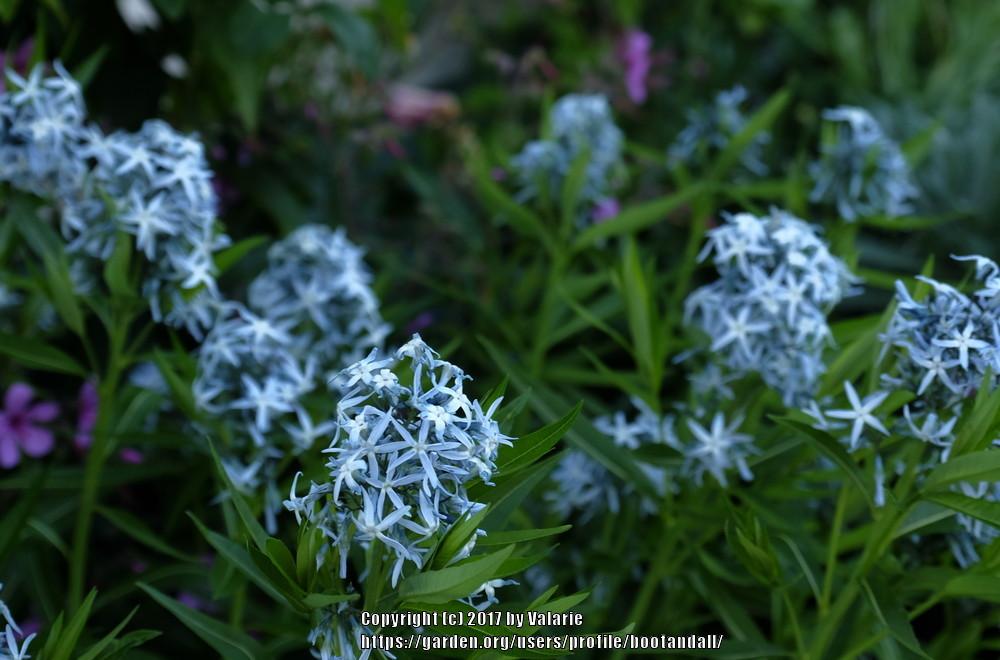 Photo of Blue Star (Amsonia hubrichtii) uploaded by bootandall
