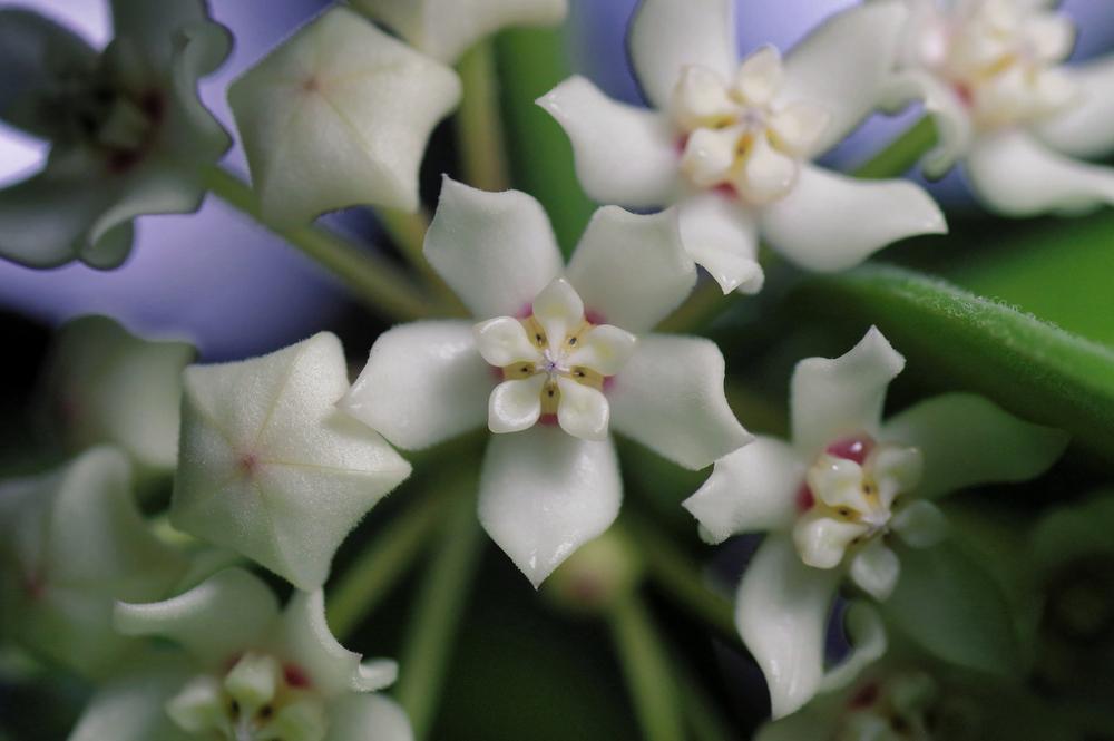 Photo of Wax Plant (Hoya australis subsp. tenuipes) uploaded by dirtdorphins