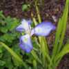 Iris ensata 'Yamanobe', Japanese Iris, EYE-riss en-SAY-tuh,  Pere