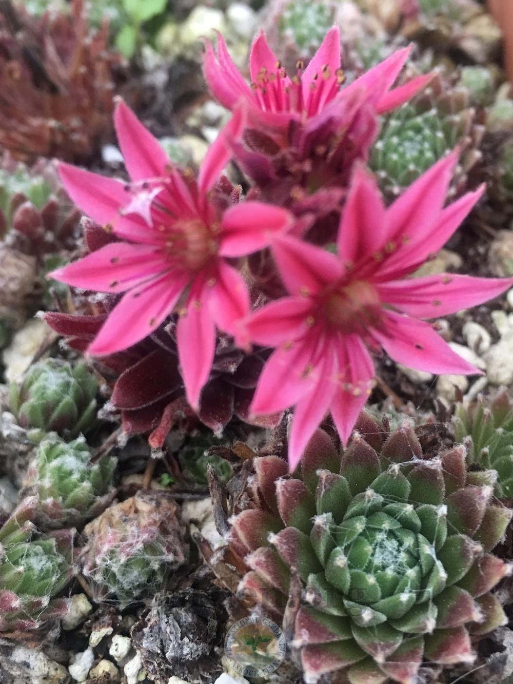 Photo of Hen and Chicks (Sempervivum arachnoideum 'Abby') uploaded by springcolor
