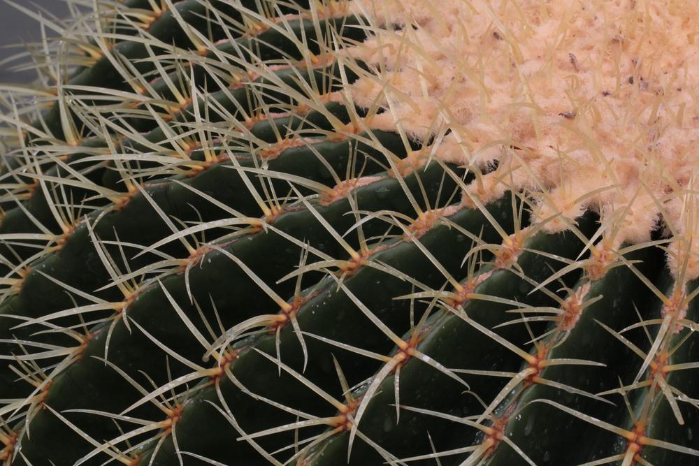 Photo of Golden Barrel Cactus (Kroenleinia grusonii) uploaded by Lucichar