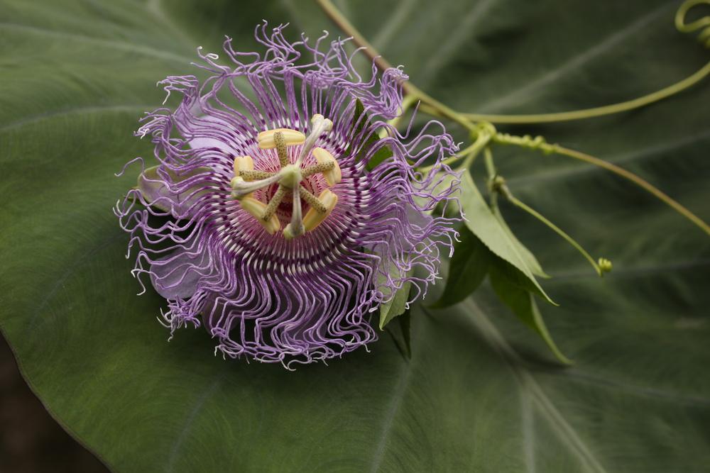 Photo of Passion Flower (Passiflora 'Incense') uploaded by Lucichar