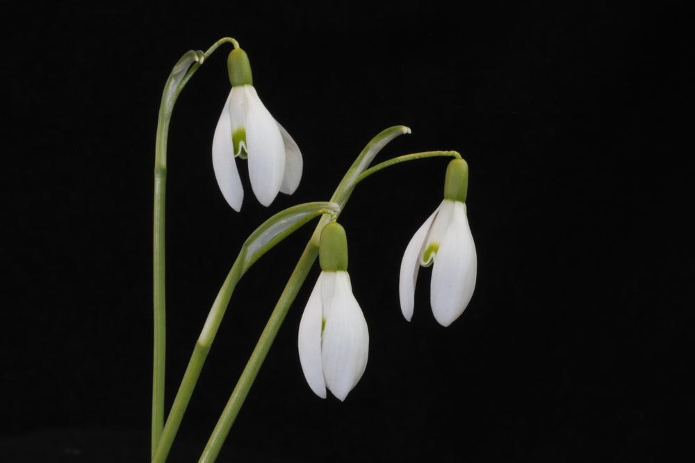Photo of Donkey's Ears Snowdrops (Galanthus nivalis 'Scharlockii') uploaded by Lucichar