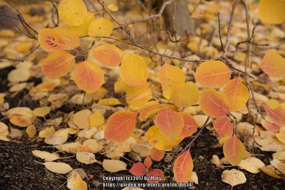 Photo of Smoketree (Cotinus coggygria Golden Spirit™) uploaded by Pistil