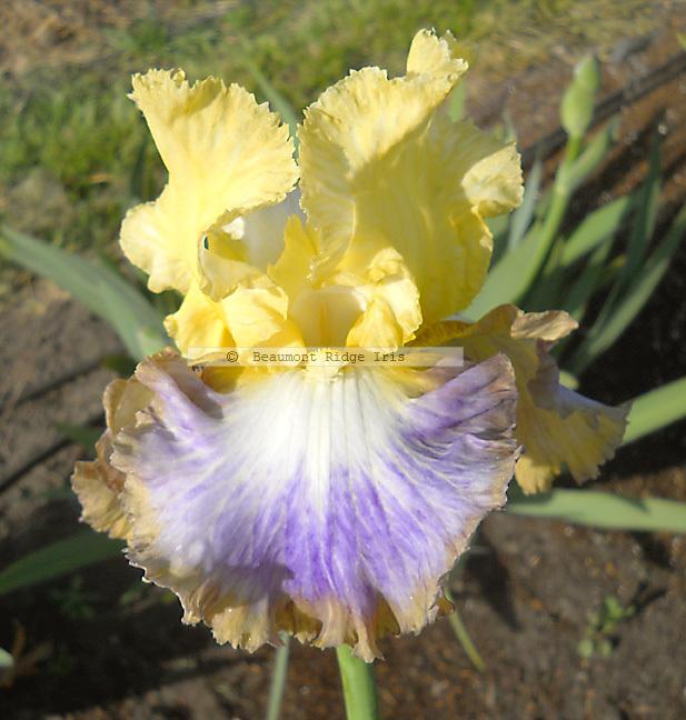 Photo of Tall Bearded Iris (Iris 'Definition') uploaded by TBMan