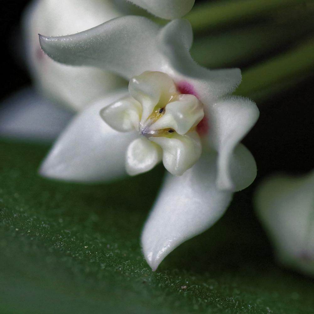 Photo of Wax Plant (Hoya australis subsp. tenuipes) uploaded by dirtdorphins