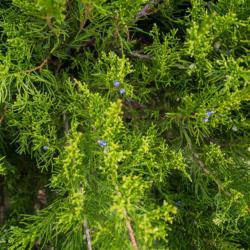 Location: Clinton, Michigan 49236
Date: 2017-11-20
"Juniperus chinensis 'Sea Green', 2016, [Chinese Juniper], joo-NI