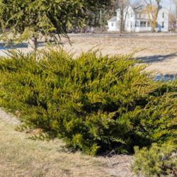 Location: Clinton, Michigan 49236
Date: 2017-11-20
"Juniperus chinensis 'Sea Green', 2015, [Chinese Juniper], joo-NI