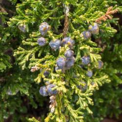 Location: Clinton, Michigan 49236
Date: 2016-03-30
"Juniperus chinensis var. sargentii, 2016, [Chinese Juniper], joo