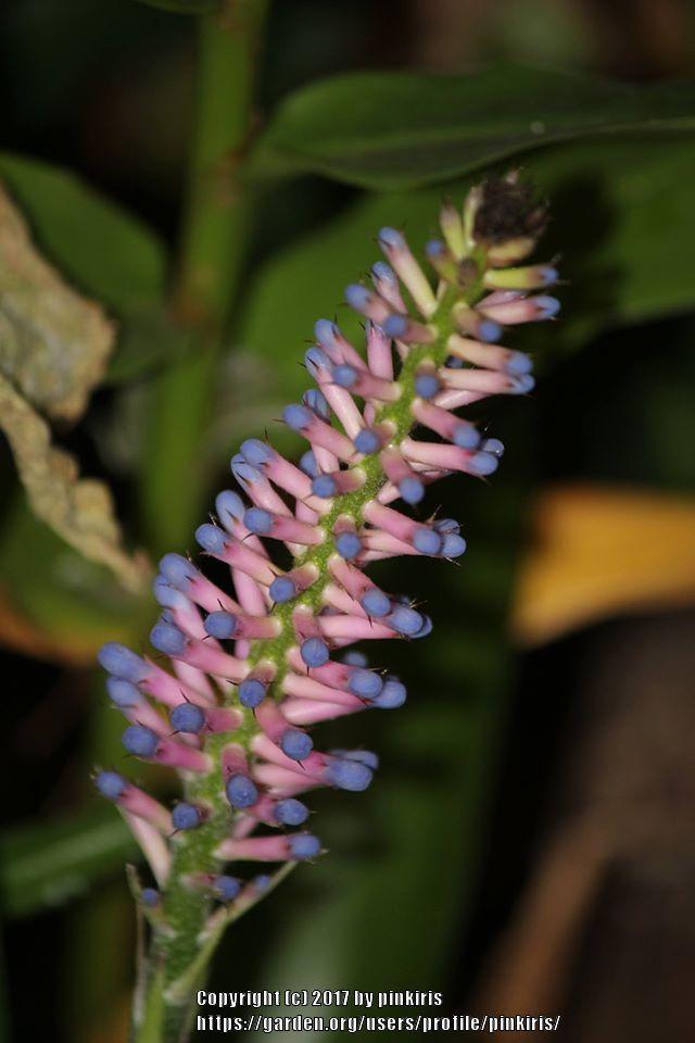 Photo of Matchstick Plant (Aechmea gamosepala) uploaded by pinkiris