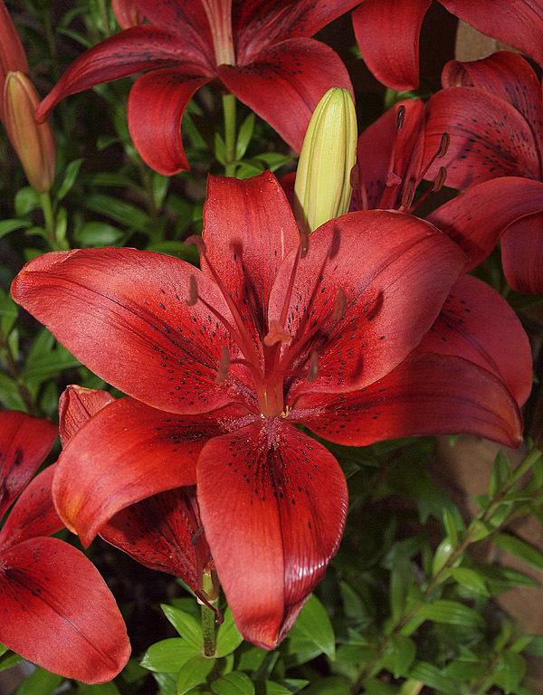 Photo of Lily (Lilium 'Original Love') uploaded by BarbandDave
