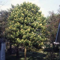 Location: northeast Illinois
Date: May in 1980's
a maturing tree in bloom