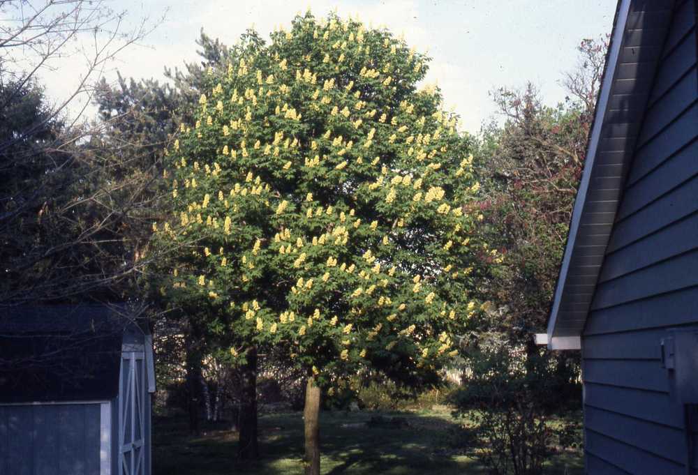 Photo of Ohio Buckeye (Aesculus glabra) uploaded by ILPARW