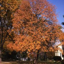 Location: Glen Ellyn, IL
Date: October in 1980's
full-grown tree in autumn color