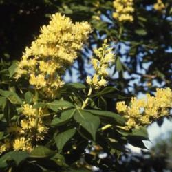 Location: northeast Illinois
Date: May 1980's
yellow flower clusters