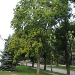 Location: Glen Ellyn, IL
Date: 2010-08-20
full-grown tree in yard