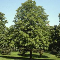 Location: Cantigny Park in Wheaton, IL
Date: June 1980's
a maturing tree in summer