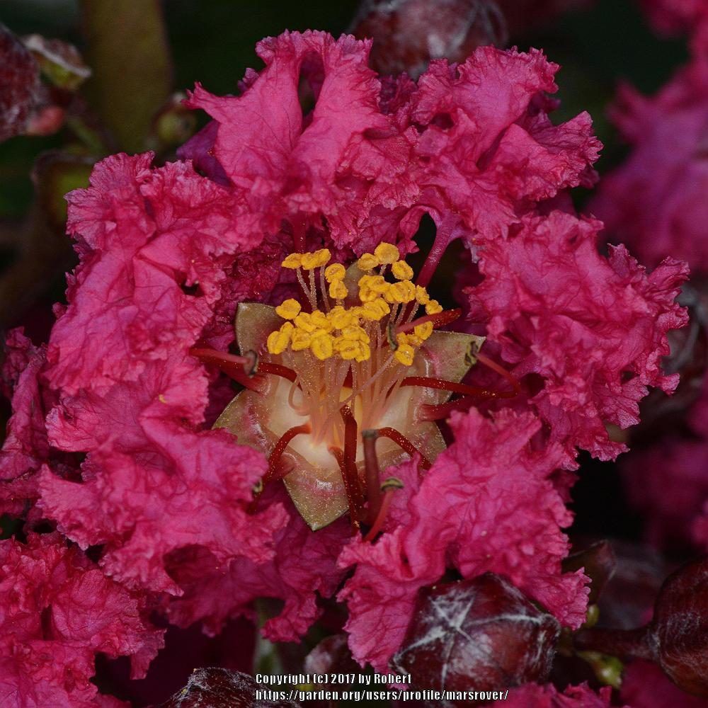 Photo of Crepe Myrtle (Lagerstroemia Pink Velour®) uploaded by marsrover
