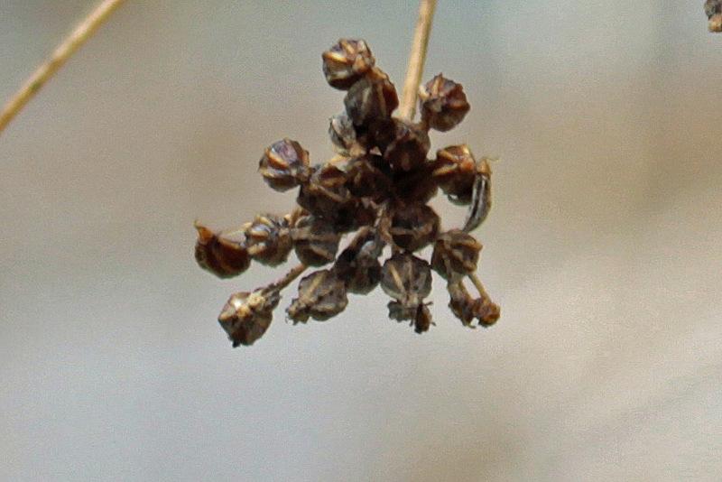 Photo of Poison Hemlock (Conium maculatum) uploaded by RuuddeBlock