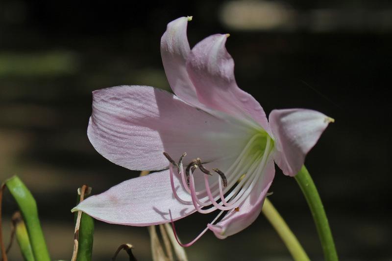 Photo of Natal Lily (Crinum moorei) uploaded by RuuddeBlock