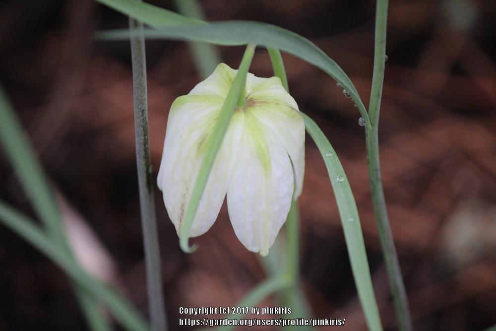 Photo of White Fritillary (Fritillaria meleagris 'Alba') uploaded by pinkiris