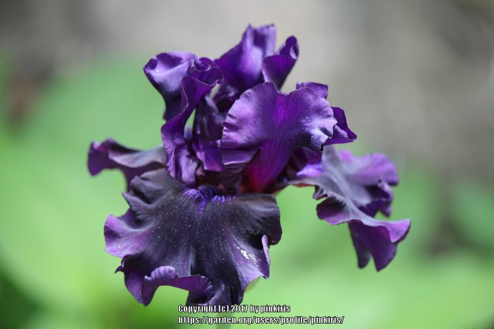 Photo of Tall Bearded Iris (Iris 'Coal Seams') uploaded by pinkiris