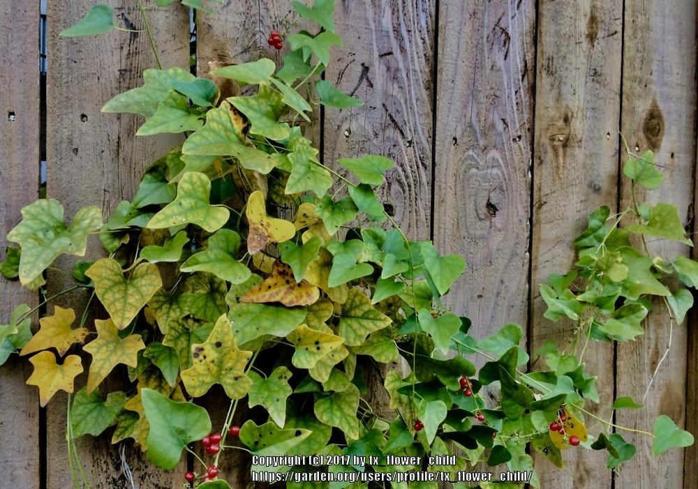 Photo of English Ivy (Hedera helix) uploaded by tx_flower_child