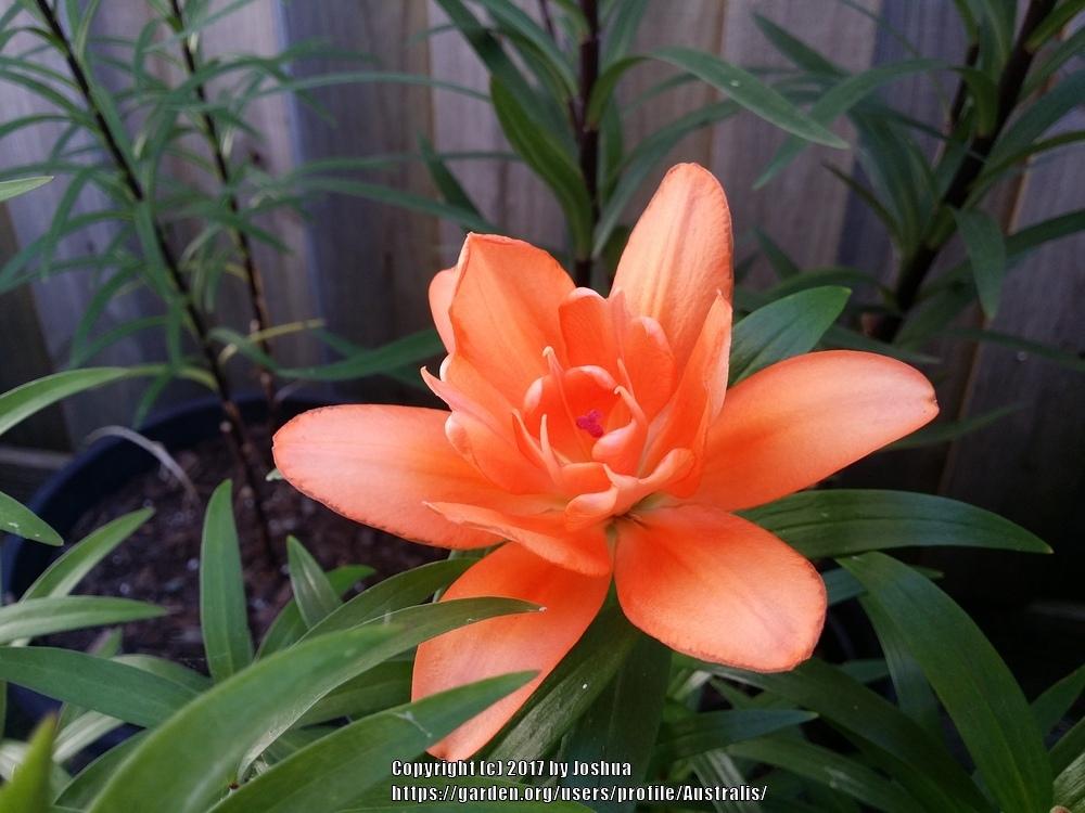 Photo of Dwarf Asiatic Lily (Lilium Lily Looks™ Tiny Double You) uploaded by Australis