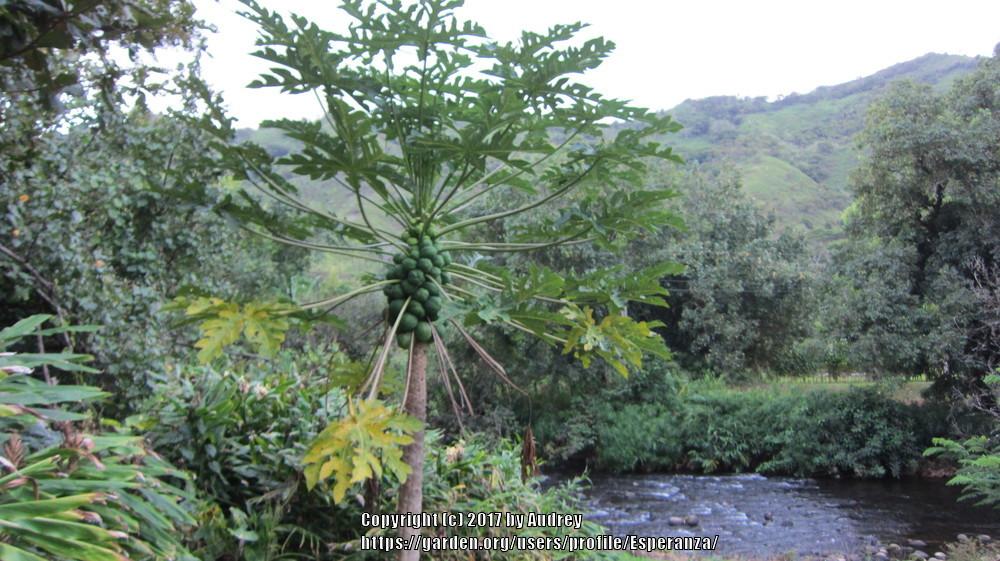 Photo of Papaya (Carica papaya) uploaded by Esperanza