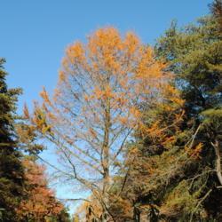 Location: Tyler Arboretum in southeast PA near Media
Date: 2010-10-28
autumn color