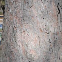Location: Tyler Arboretum in southeast PA near Media
Date: 2010-01-09
lower trunk showing mature bark