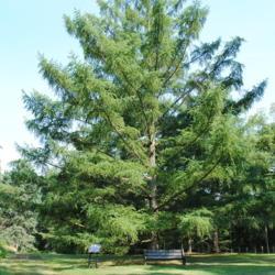 Location: Tyler Arboretum in southeast PA near Media
Date: 2010-06-23
full-grown tree in summer