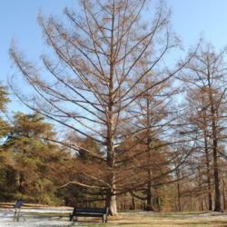 Location: Tyler Arboretum in southeast PA near Media
Date: 2010-01-09
grove of trees in winter