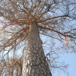 Location: Wayne, Pennsylvania
Date: 2011-03-27
looking up a full-grown tree's trunk
