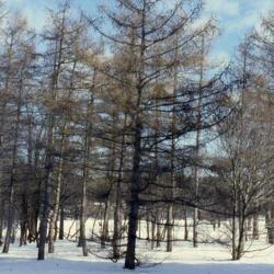 Location: Morton Arboretum in Lisle, IL
Date: winter in 1980's
grove of  planted trees in winter