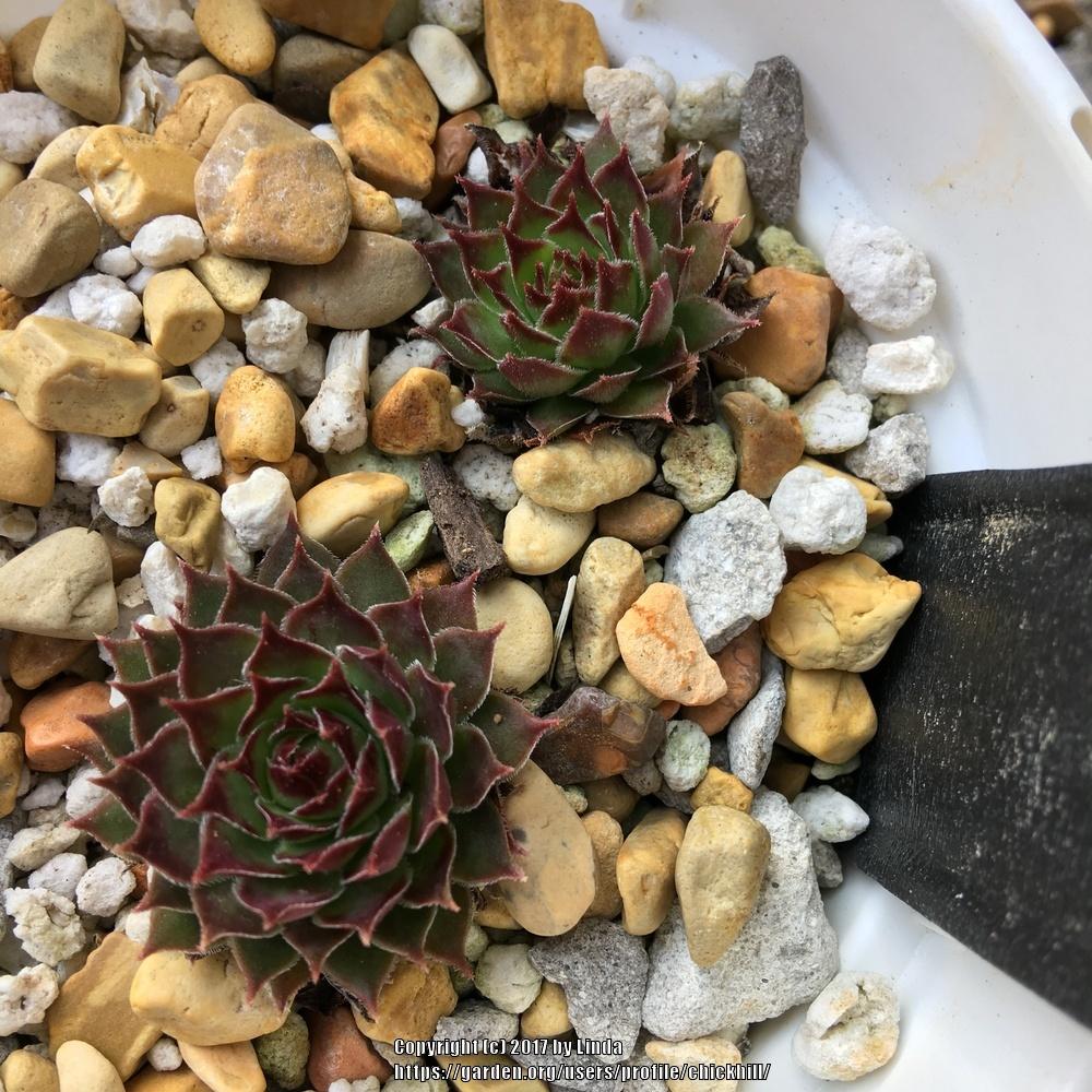 Photo of Hen and Chicks (Sempervivum 'Lord Morton') uploaded by chickhill