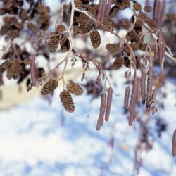 Location: Aurora, Illinois
Date: winter in 1980's
purplish catkins and brown woody strobiles