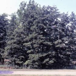 Location: Morton Arboretum along DuPage River in Lisle, IL
Date: summer in 1980's
a wild grove