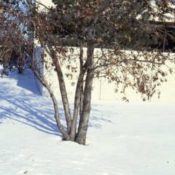 Location: Aurora, Illinois
Date: winter in 1980's
young tree showing trunks and bark