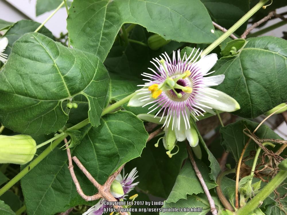 Photo of Woodland Passion Flower (Passiflora morifolia) uploaded by chickhill