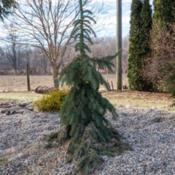 "Picea glauca 'Pendula' , 2017, Weeping [White Spruce], PYE-see-u