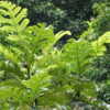 Young plant has deeply lobed and very large leaves (adult tree ha