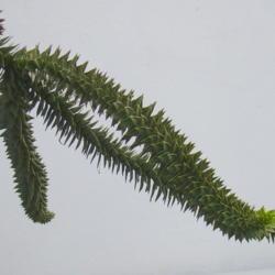 Location: Near Duisburg, Germany
Date: 2008-01-22
 10:49 am. Sharp prickly branch of the Monkey Puzzle Tree.