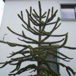 Location: Near Duisburg, Germany
Date: 2008-01-22
10:48 am. The exotic Monkey Puzzle Tree is hardy to -20 degrees C